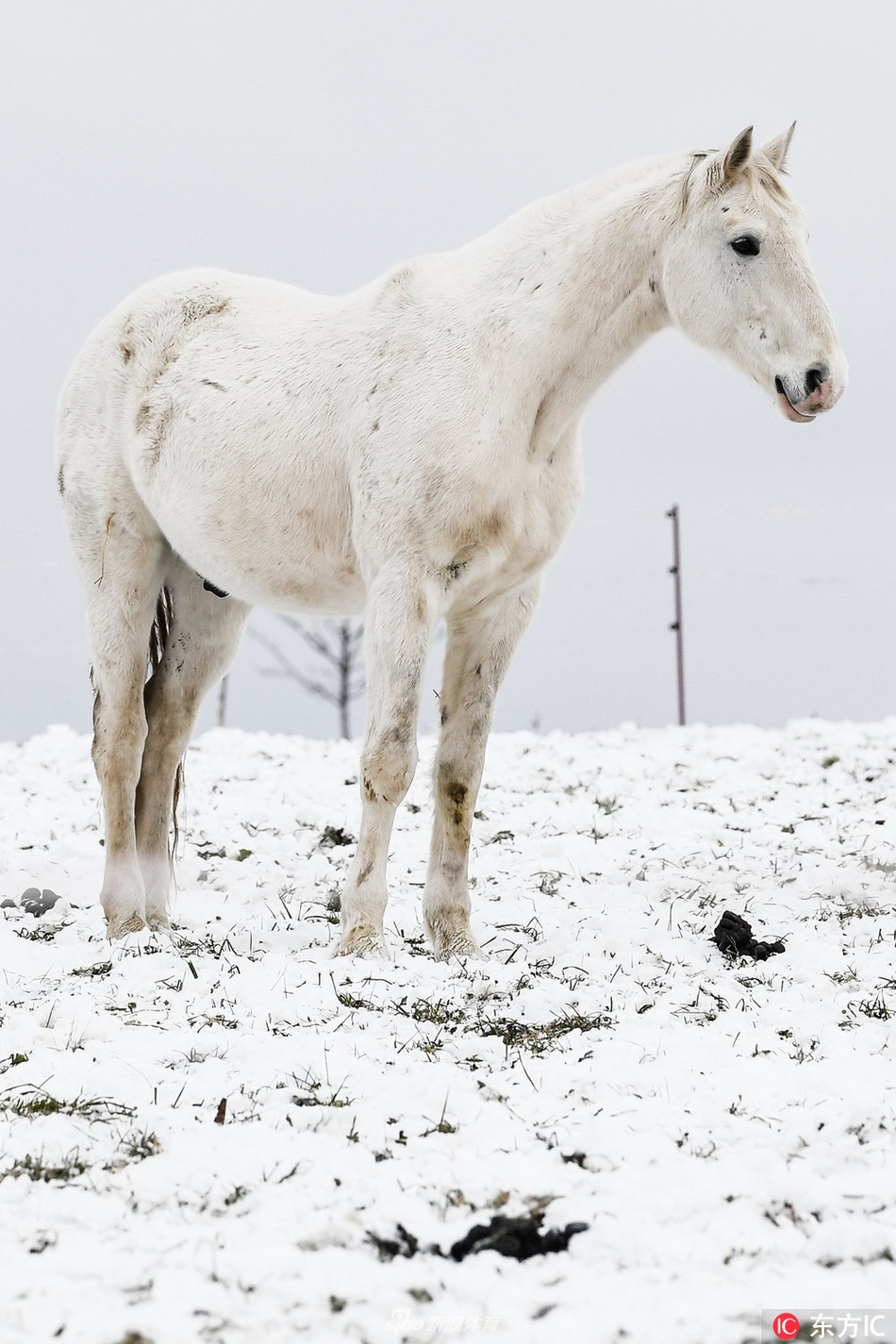 白马雪中觅食仙气飘飘