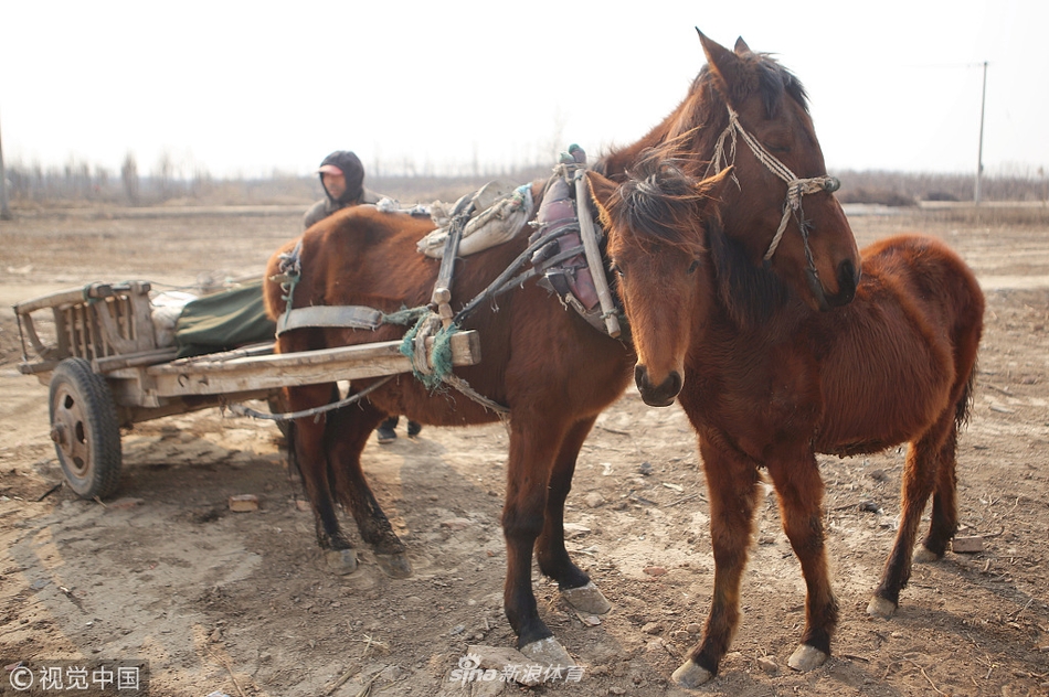 小马驹跟随母马拉车赶年集