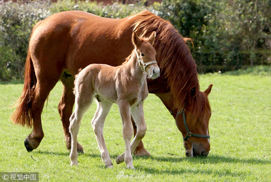 08 09:38:29 1 / 5 英国maypole农场,一匹刚出生五天的萨克福马小马驹