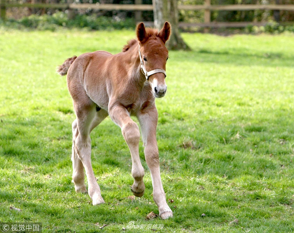 08 09:38:29 1 / 5 英国maypole农场,一匹刚出生五天的萨克福马小马驹