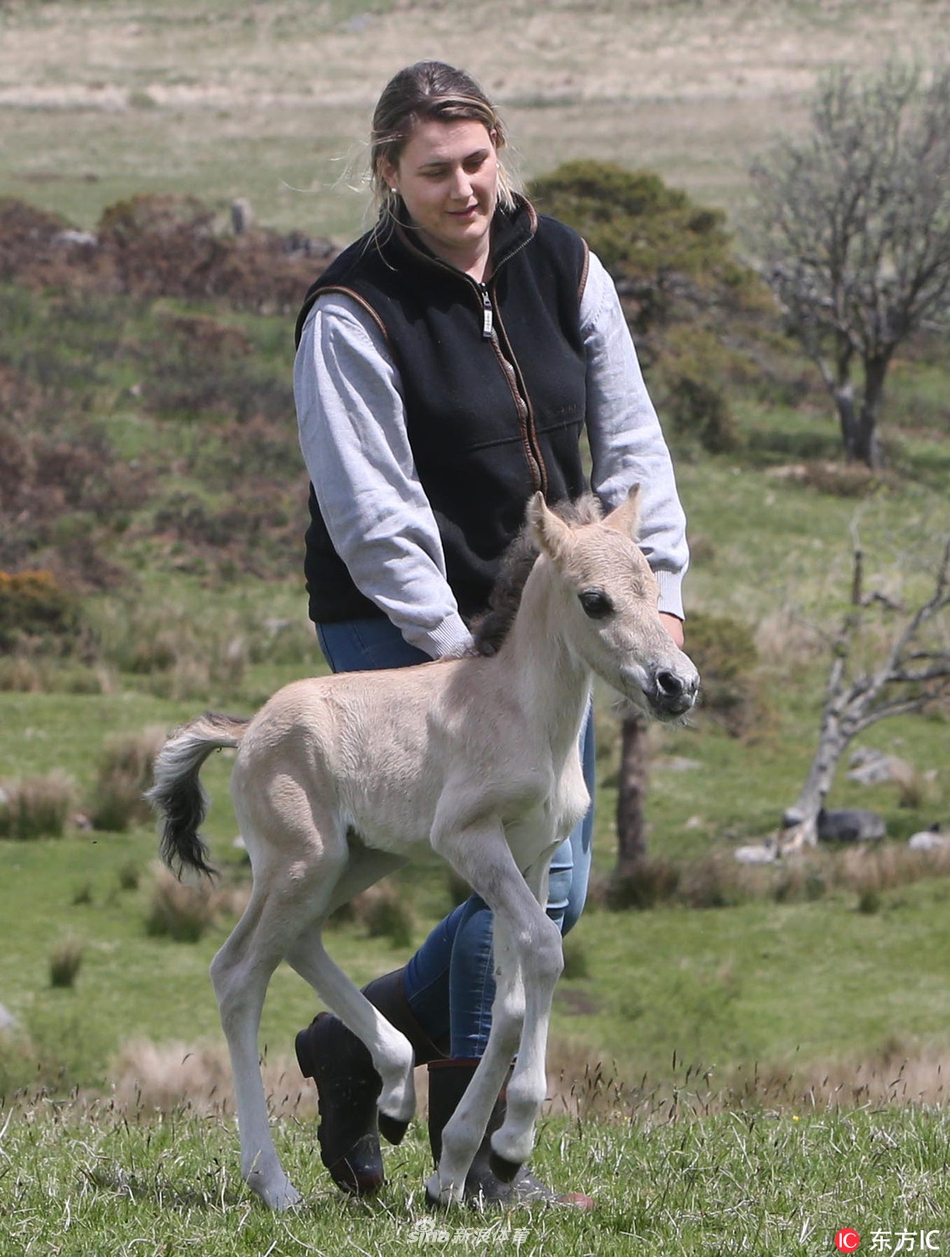 小马驹遭遗弃英国母女帮其寻母