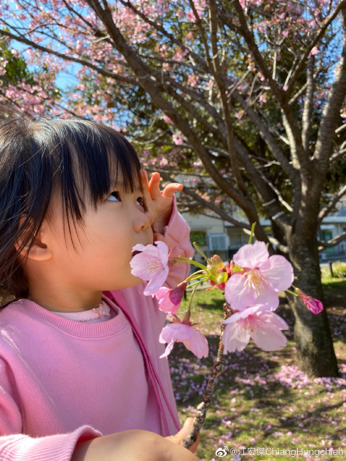 江宏杰晒子女近照 福原爱抱女儿站在樱花树下画面超美