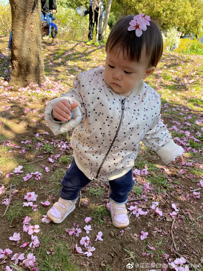 江宏杰晒子女近照 福原爱抱女儿站在樱花树下画面超美