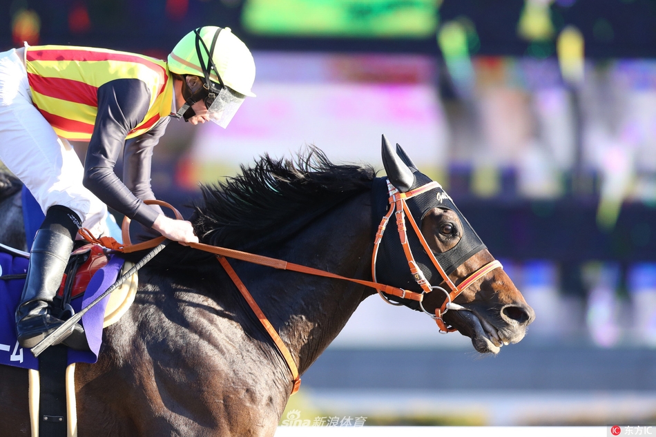 赛马冠军杯英国骑手莫雅夺冠
