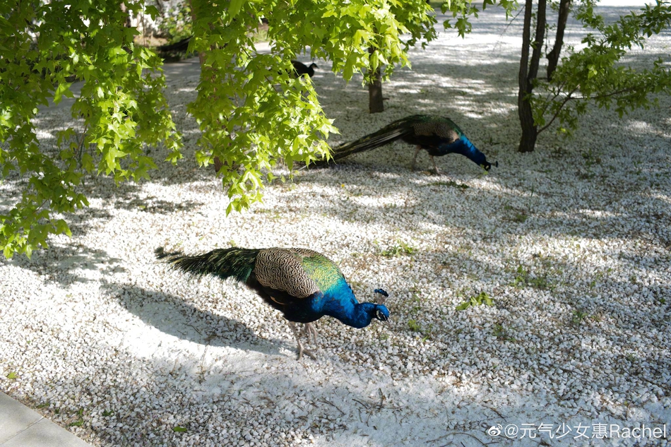 惠若琪春日游园忙里偷闲细弄茶