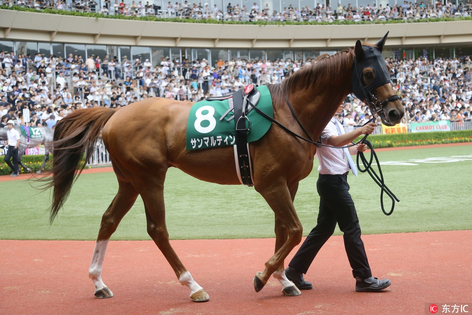 日本福冈赛马骏马驰骋赛场