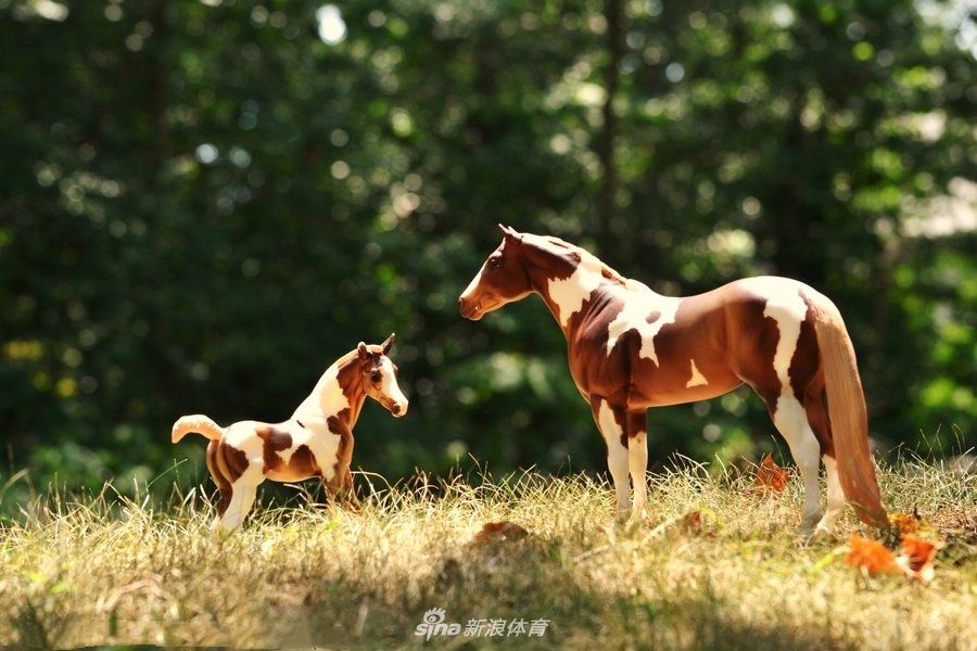 感人亲情 马儿尽显舐犊情深