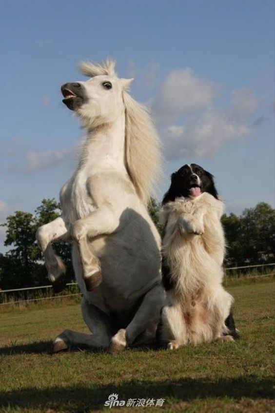 马和狗合影图片