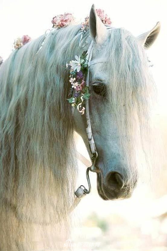 戴小花冠的马儿 明媚而不失柔情