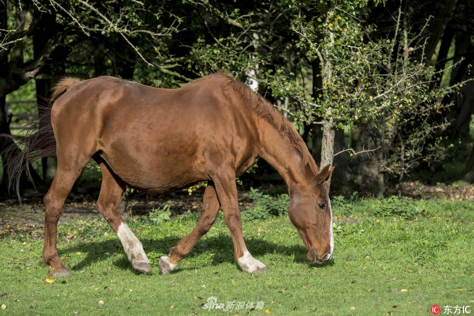 "短冲刺之王"夸特马的比利时生活