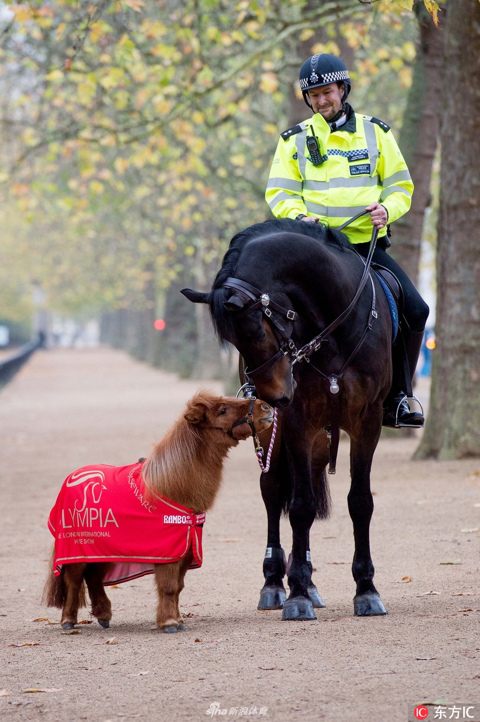 在社交网络instagram上拥有5万多名粉丝,在众网友的呼声下,英国骑警队