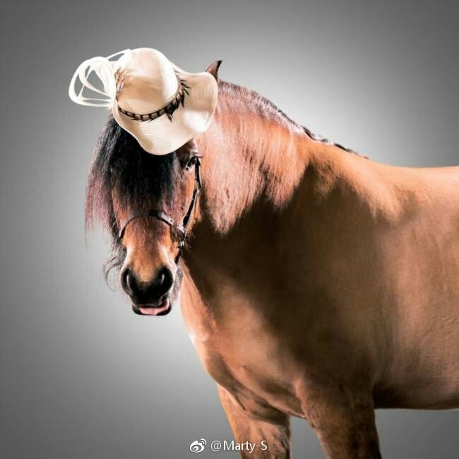 马儿拍写真尽显优雅