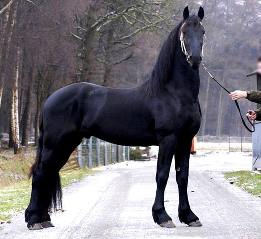 长发飘飘马儿大秀"长发"