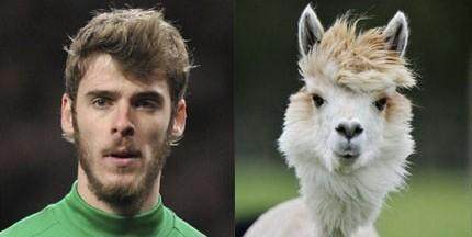 足坛撞脸演艺圈 德赫亚这张笑喷