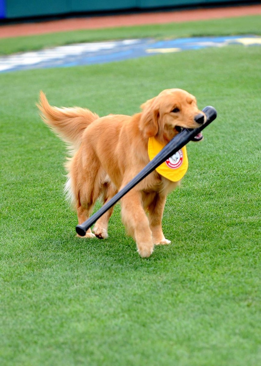 美国职棒金毛犬叼球棒贴心服务