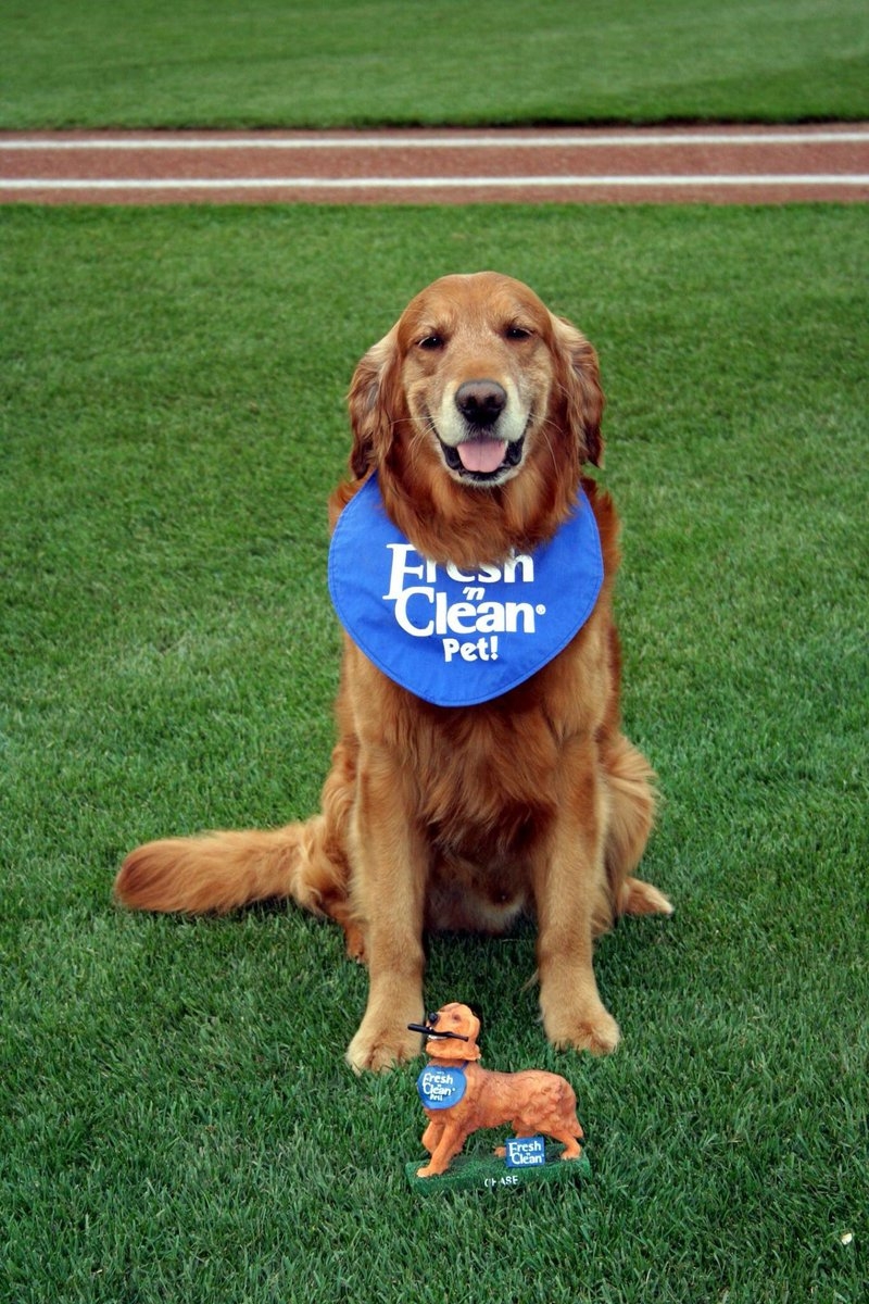 美国职棒金毛犬叼球棒贴心服务