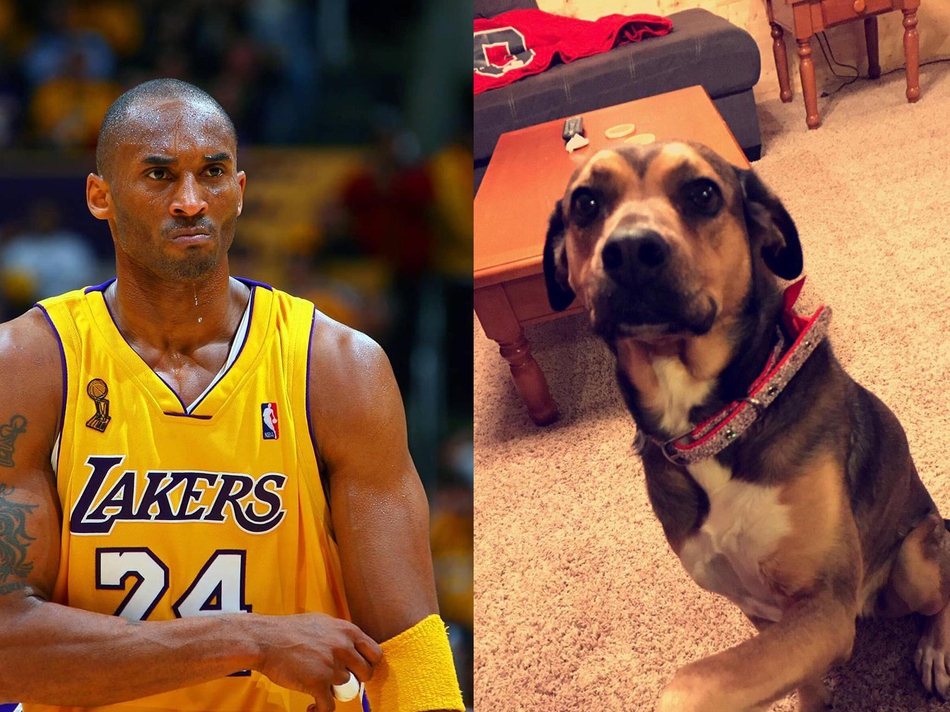 4、科比-布莱恩特害怕狗便便