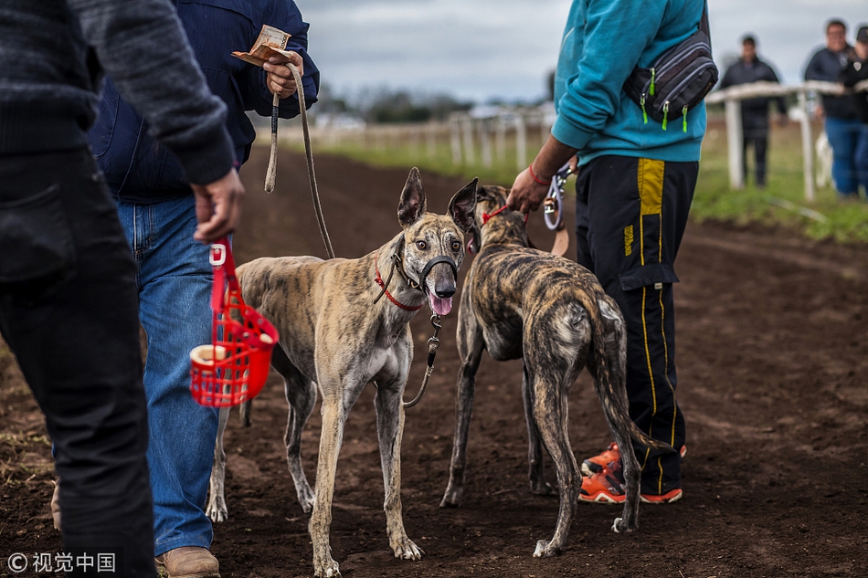 智利举行赛狗比赛