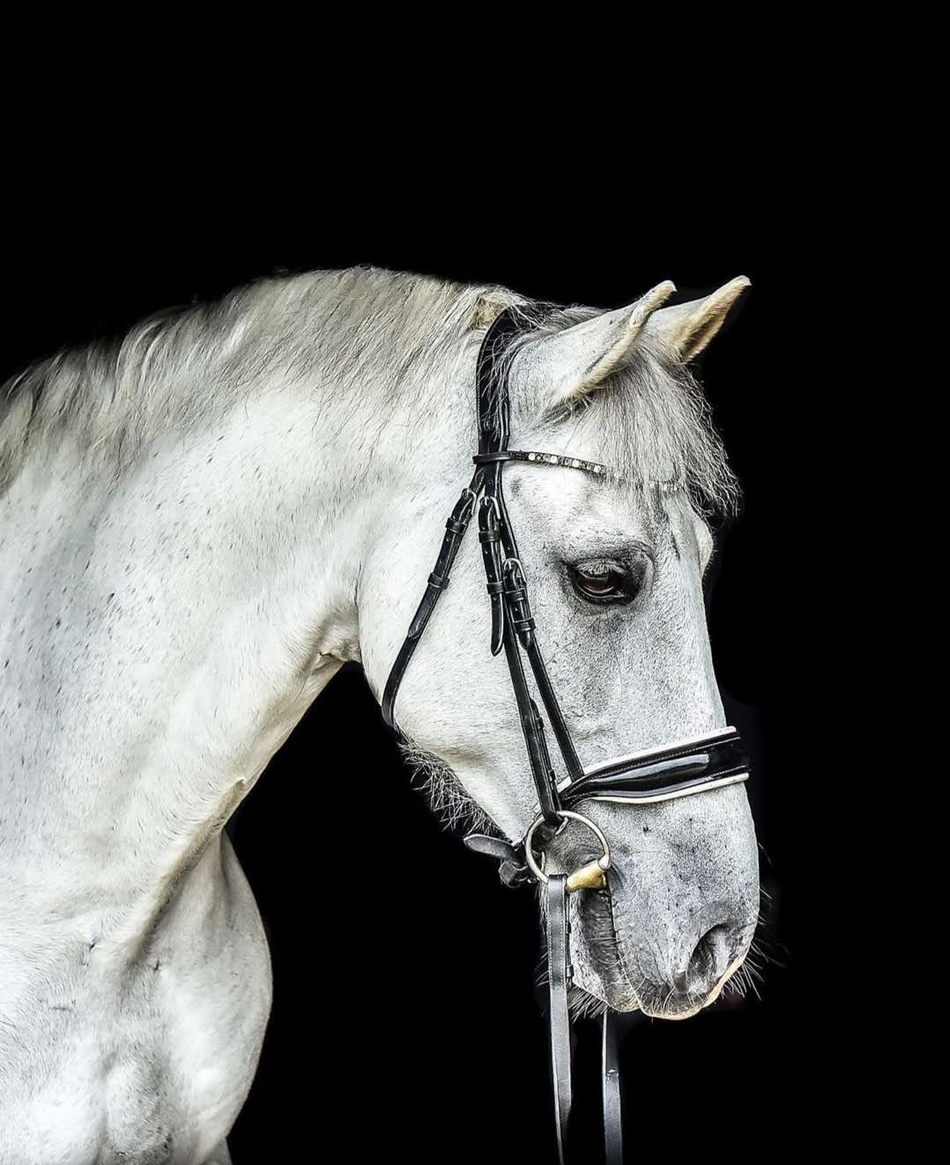 飘逸精灵"白马王子"