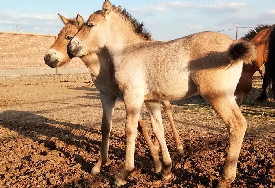 3 / 27 普氏野马(学名:equus ferus,equus ferus ssp.