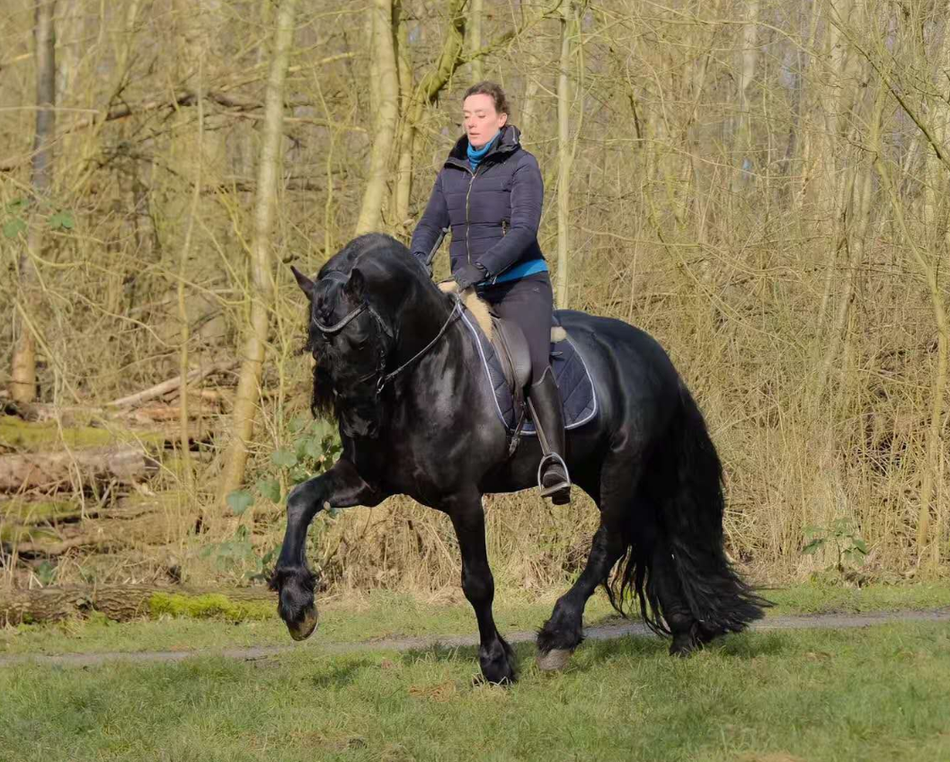 29 11:55:45 1 / 10 弗里斯兰马,被誉为世界上最帅的马.