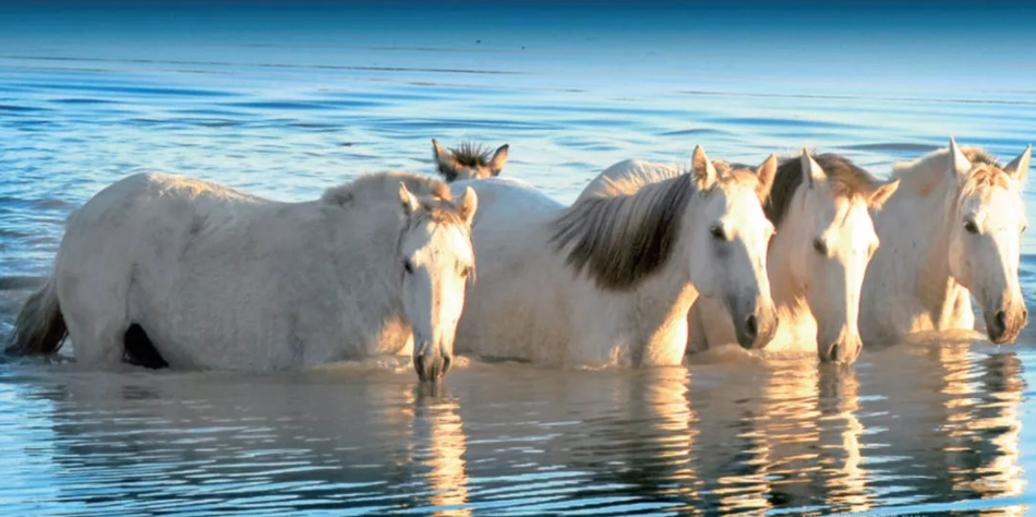 乌珠穆沁草原之魂——乌珠穆沁白马
