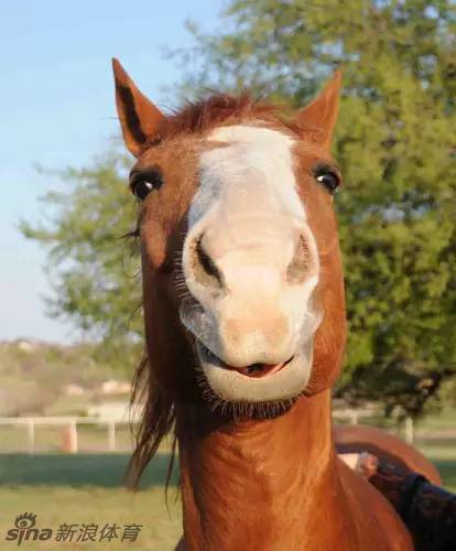 马儿面对镜头微笑成为新的表情包_高清图集_新浪网