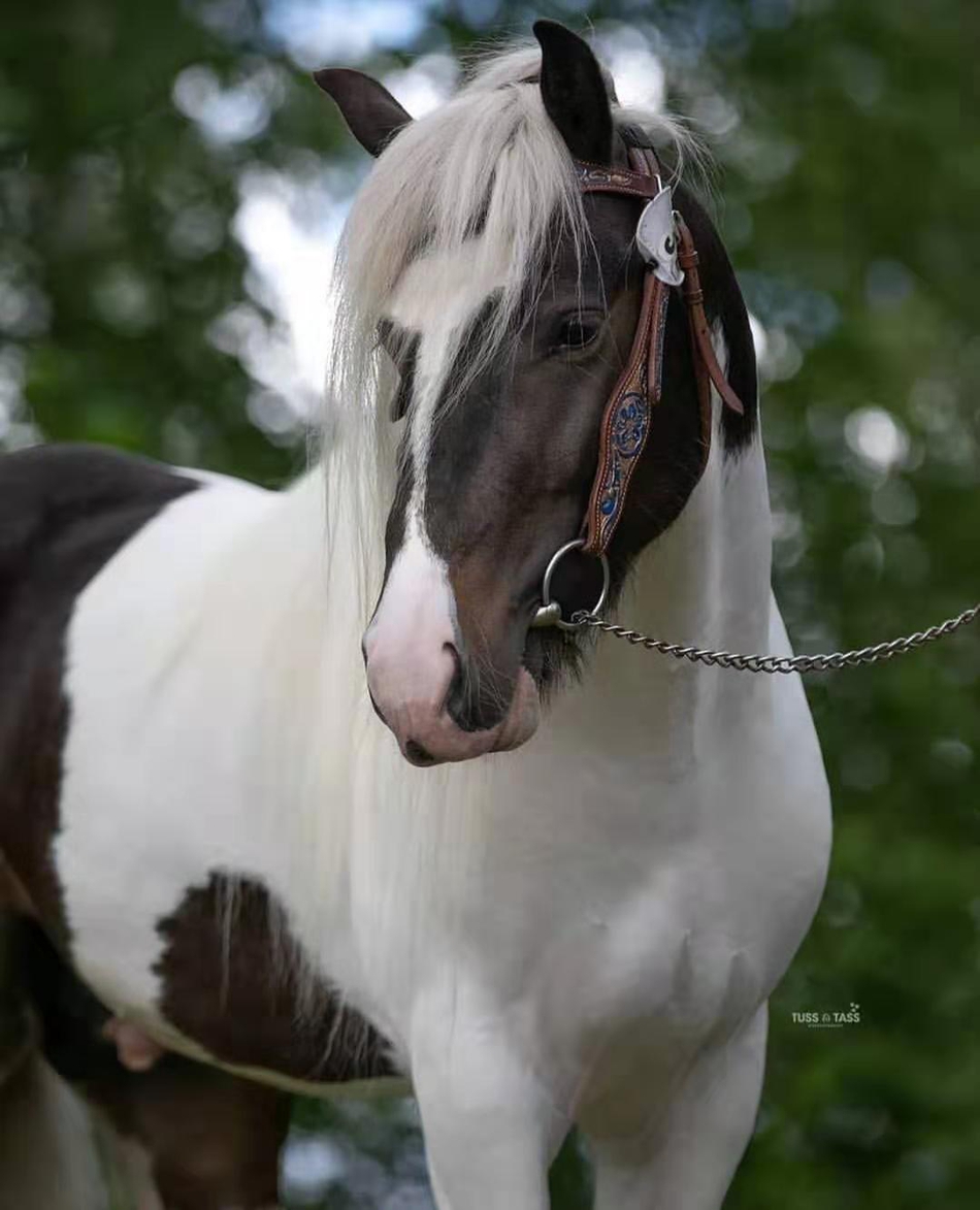 马中巨人——夏尔马