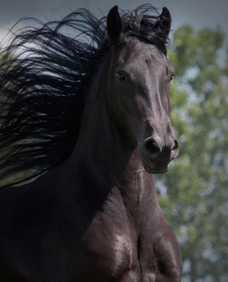 12 16:55:06 3 / 9 奔跑中的马儿最帅气~一起来看看吧~ 6   唯花朵与