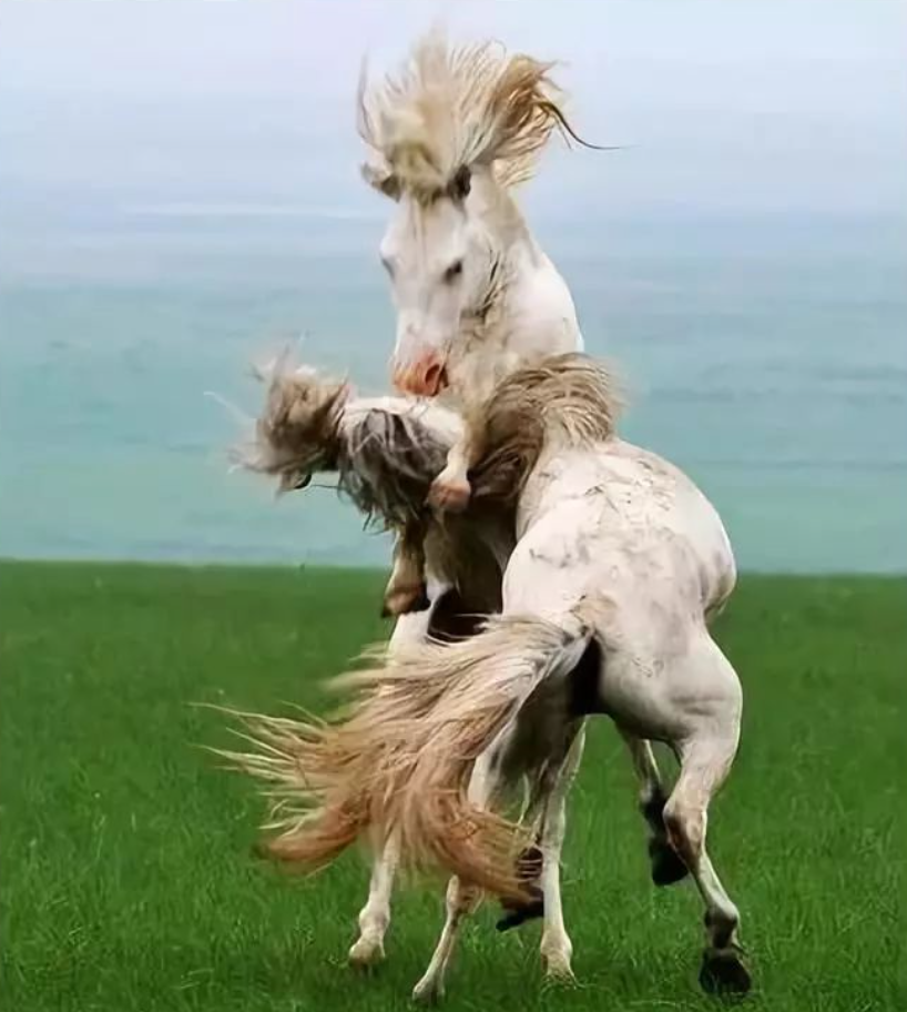 乌珠穆沁白马的身高图片