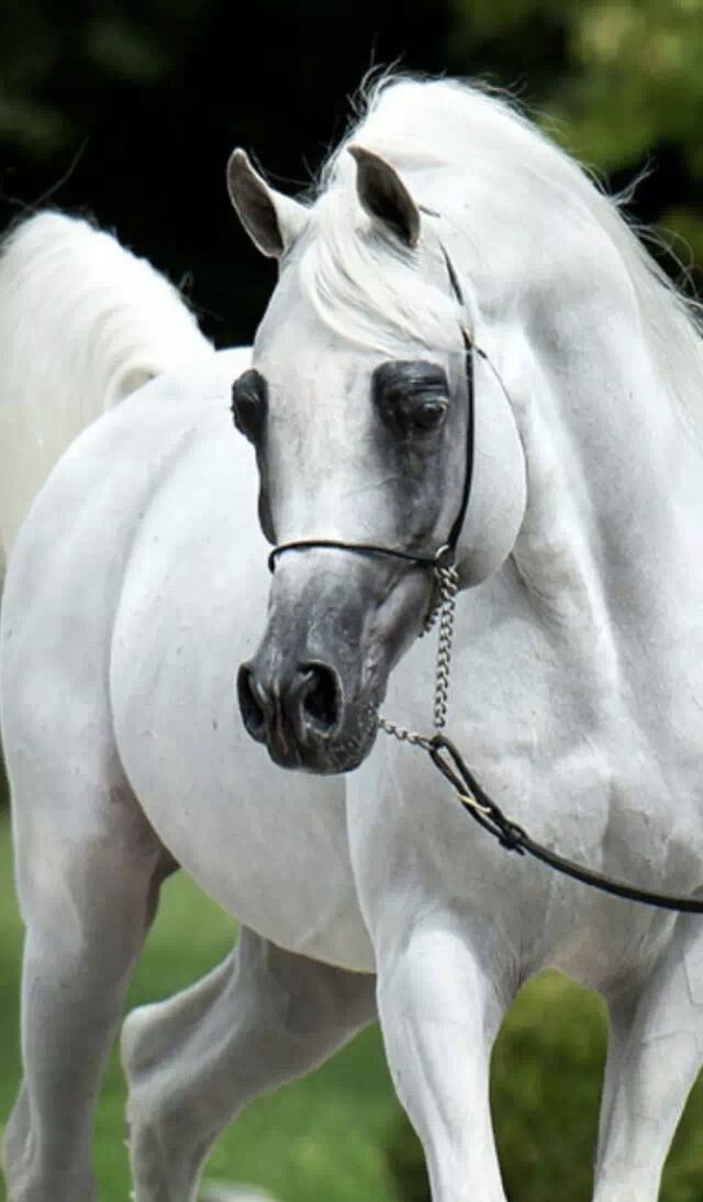 阿拉伯马白色系美图欣赏(二)