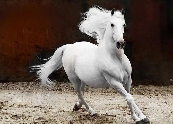 中国古代十大战马_高清图集_新浪网