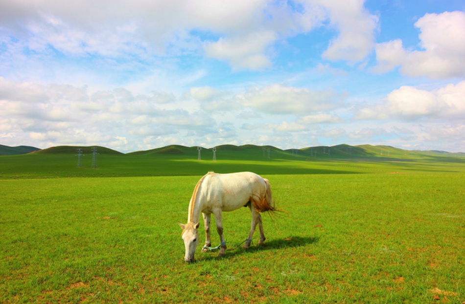 乌珠穆沁草原之魂——乌珠穆沁白马