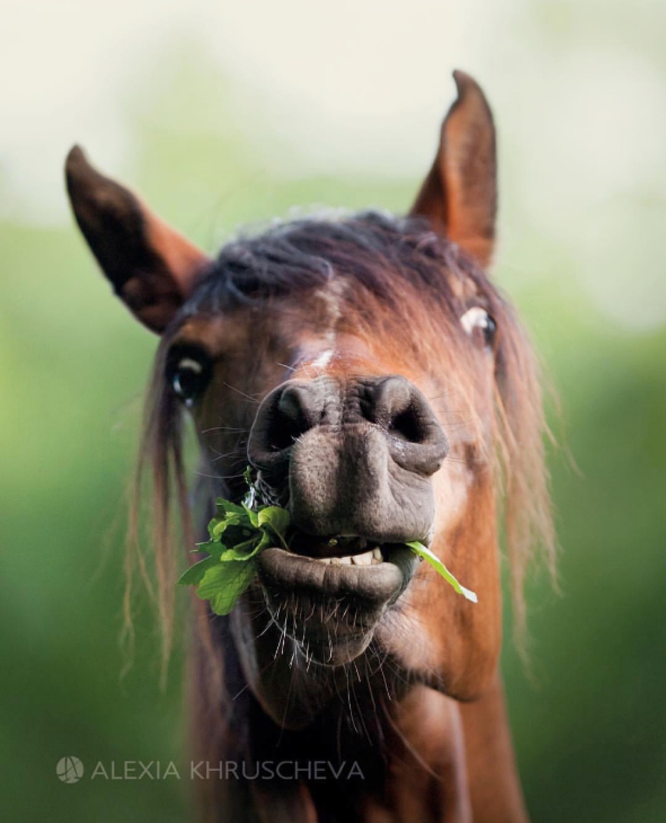 马儿的可爱瞬间