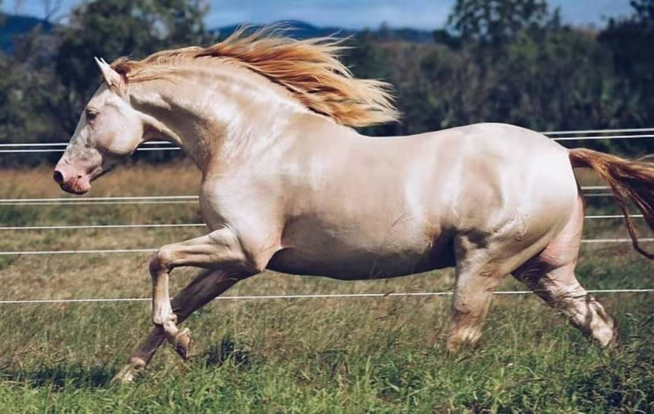 键翻阅图片 列表查看 大图 全屏观看 1 / 9 中国传说中的汗血马到底