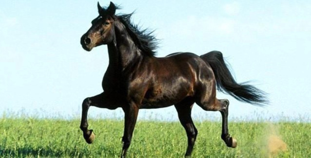 中国古代十大战马