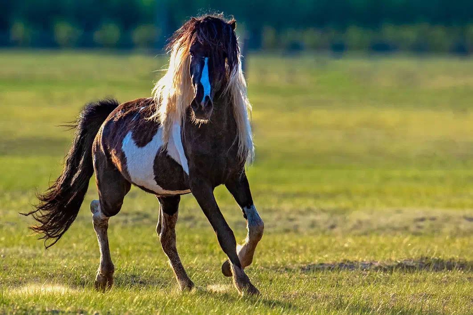 草原神骏蒙古马三