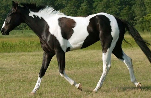 美国花马世界上最美丽的马之一