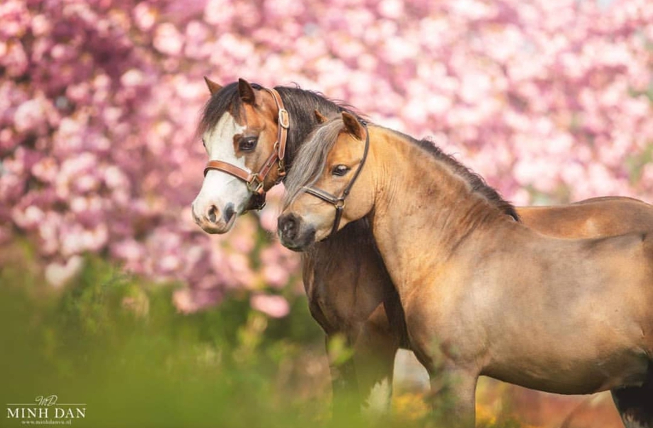 jack马和pony马图片