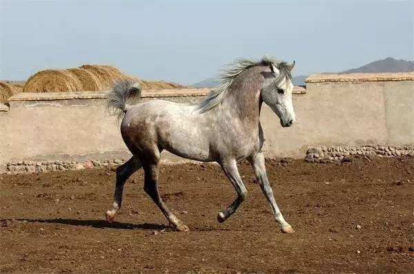 奥尔洛夫快步马