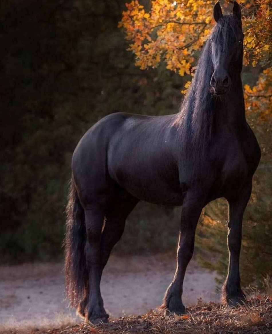 惊人帅气弗里斯兰马