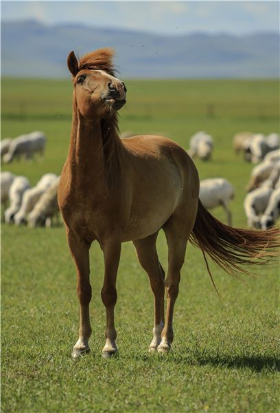 草原之魂蒙古马