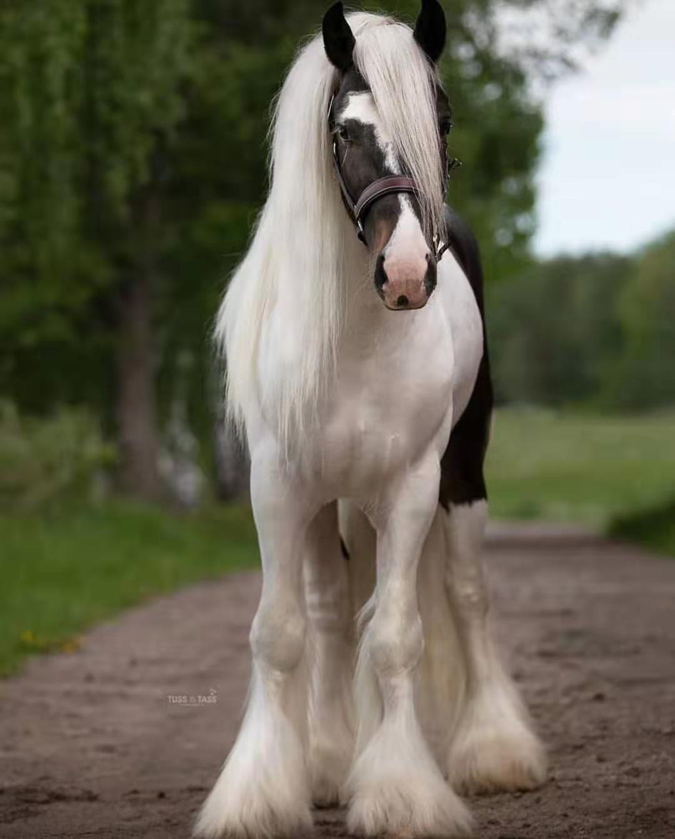 马中巨人——夏尔马