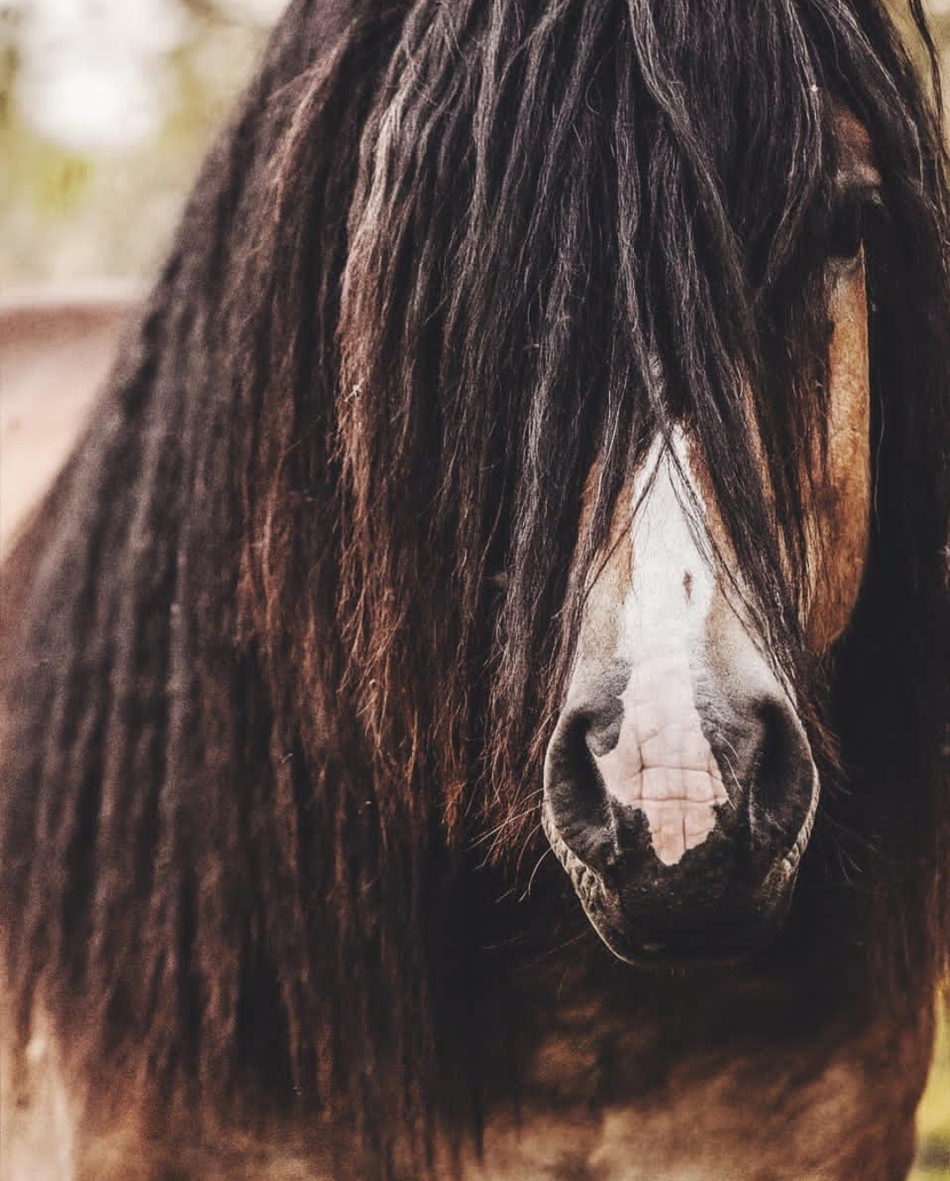 马儿帅气正面照