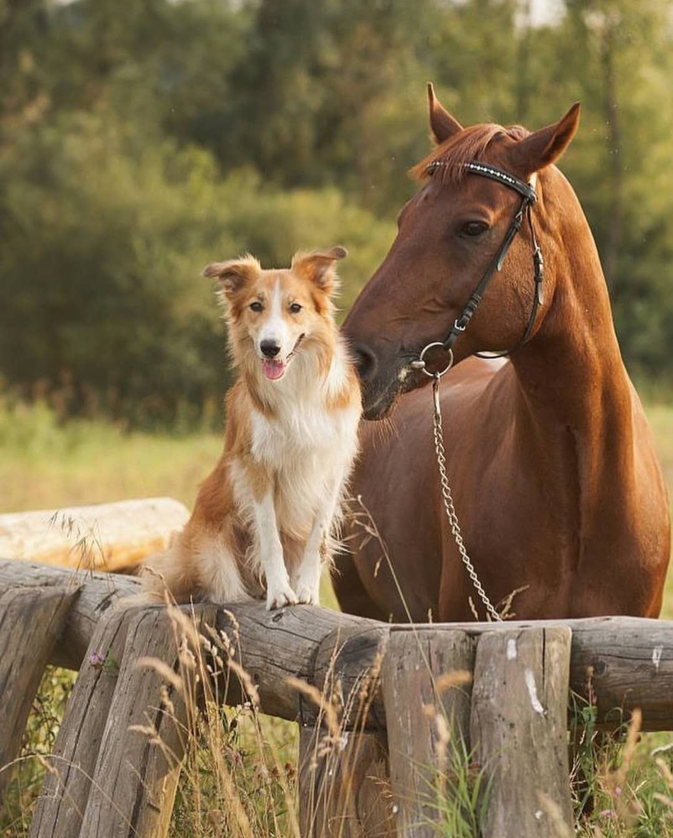 狗狗与马儿的友谊