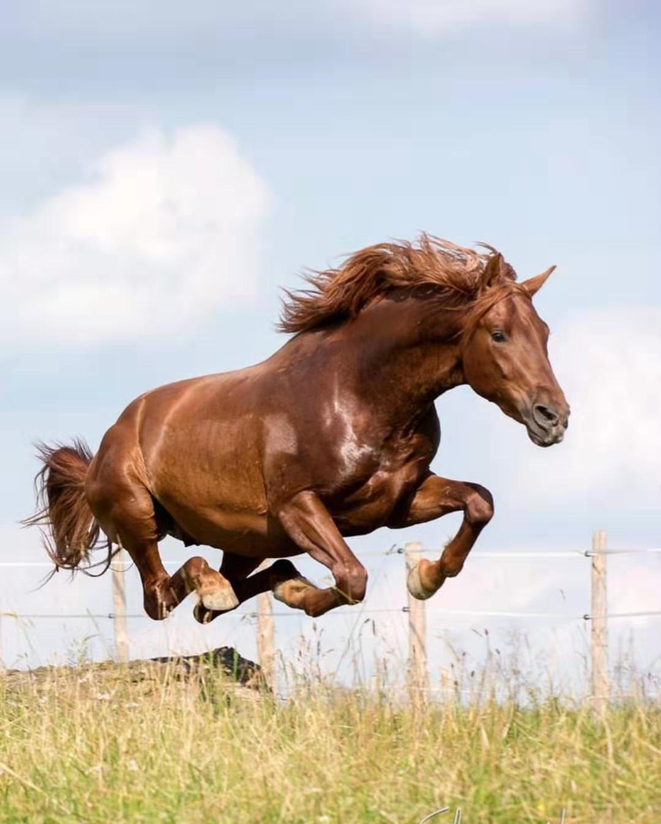 任尔东西南北风——风中的马儿