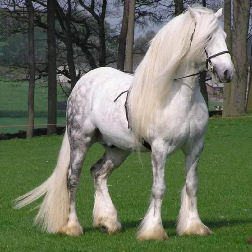 贝尔修伦马(佩尔什马)_高清图集_新浪网