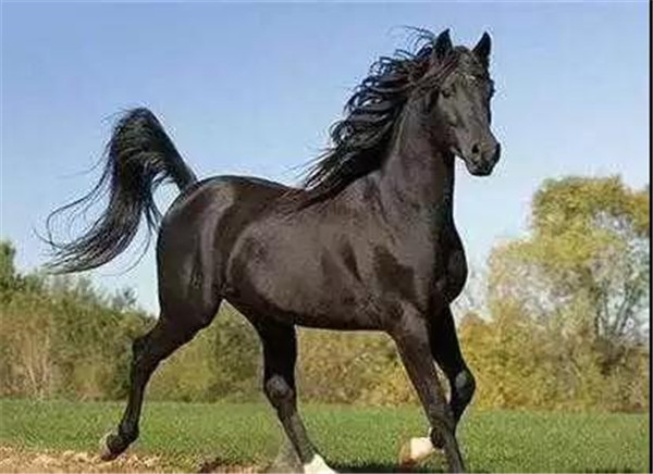 俄罗斯奥尔洛夫马 支持   键翻阅图片 列表查看 5 / 10