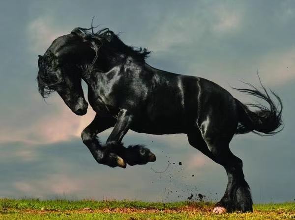 纯黑色的高头大马