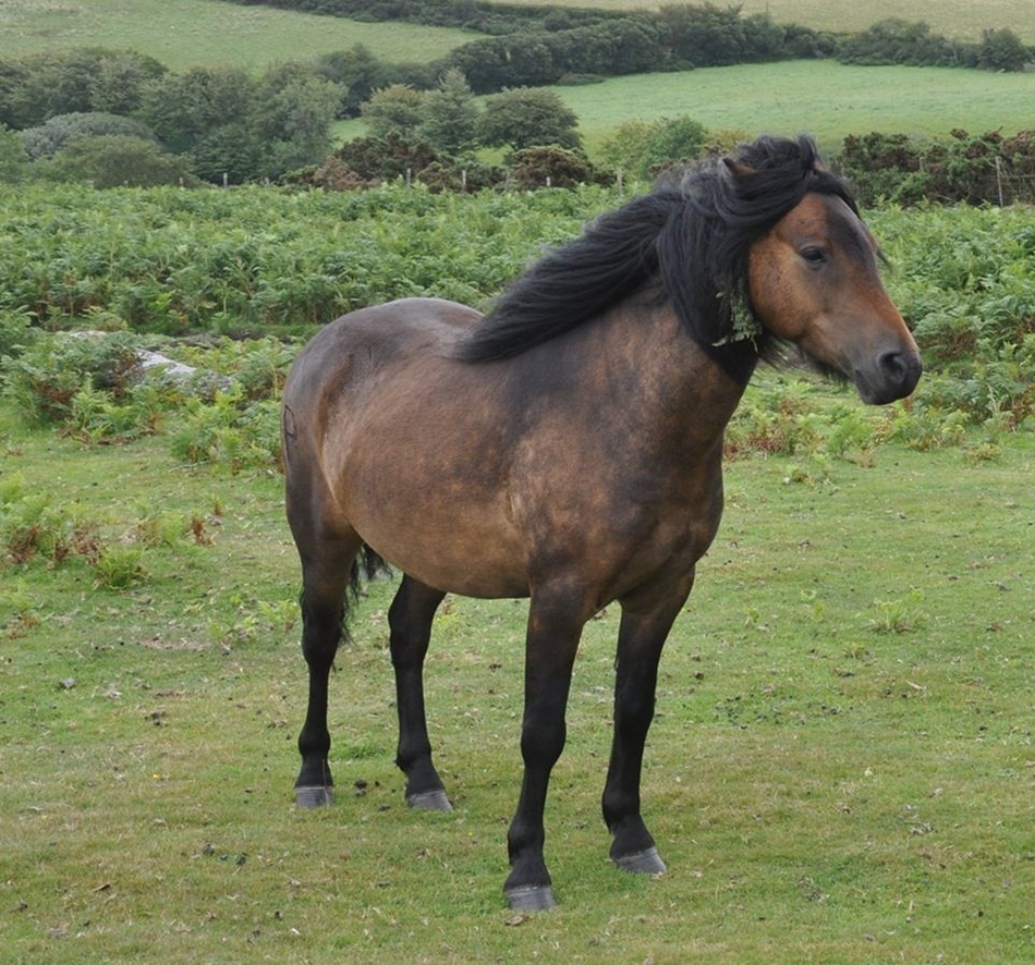 达特穆尔马dartmoor pony_高清图集_新浪网